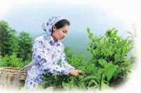 博源国际,油茶莳植生产加工销售,植物油莳植生产加工销售