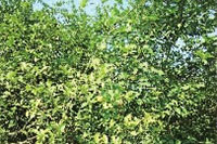 博源国际,油茶莳植生产加工销售,植物油莳植生产加工销售